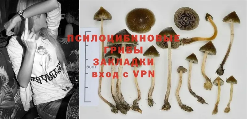 Псилоцибиновые грибы Psilocybine cubensis  Звенигород 